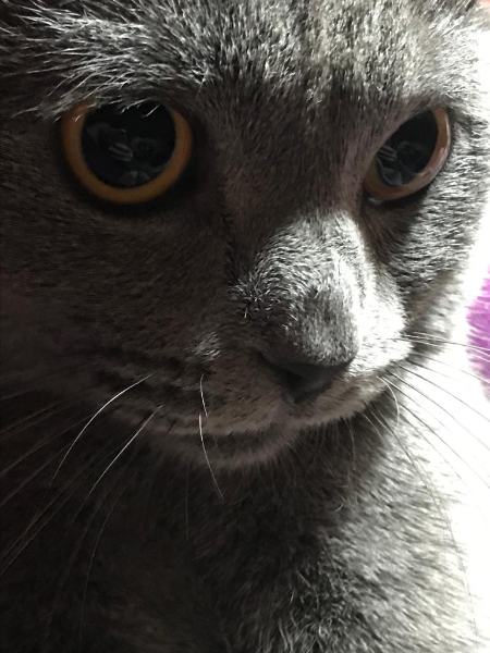 cat