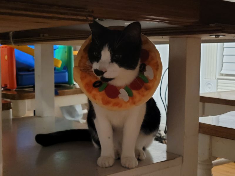 cat